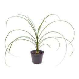 BEAUCARNEA RECURVATA 6CM RUUKKU -