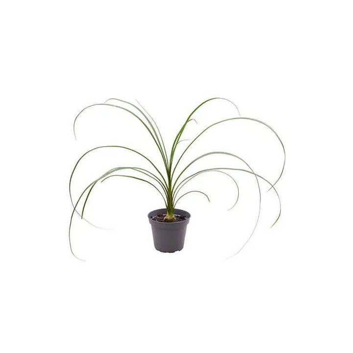 BEAUCARNEA RECURVATA 6CM RUUKKU -