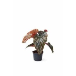 BEGONIA WINGS CRACKLIN ROSIE 6CM RUUKKU -