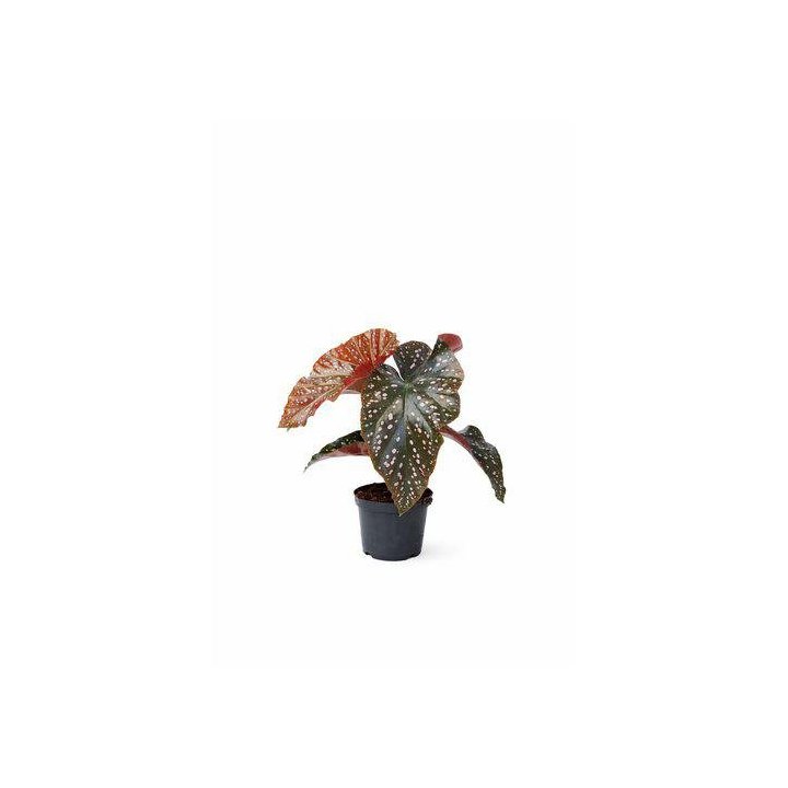 BEGONIA WINGS CRACKLIN ROSIE 6CM RUUKKU -