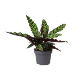 CALANTHEA LANCIFOLIA6CM RUUKKU -