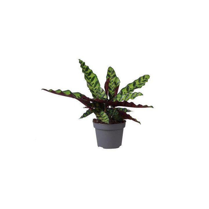 CALANTHEA LANCIFOLIA6CM RUUKKU -