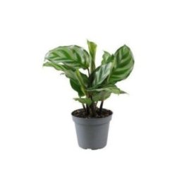 CALANTHEA ROSEOPICTA FREDDY 6CM RUUKKU -