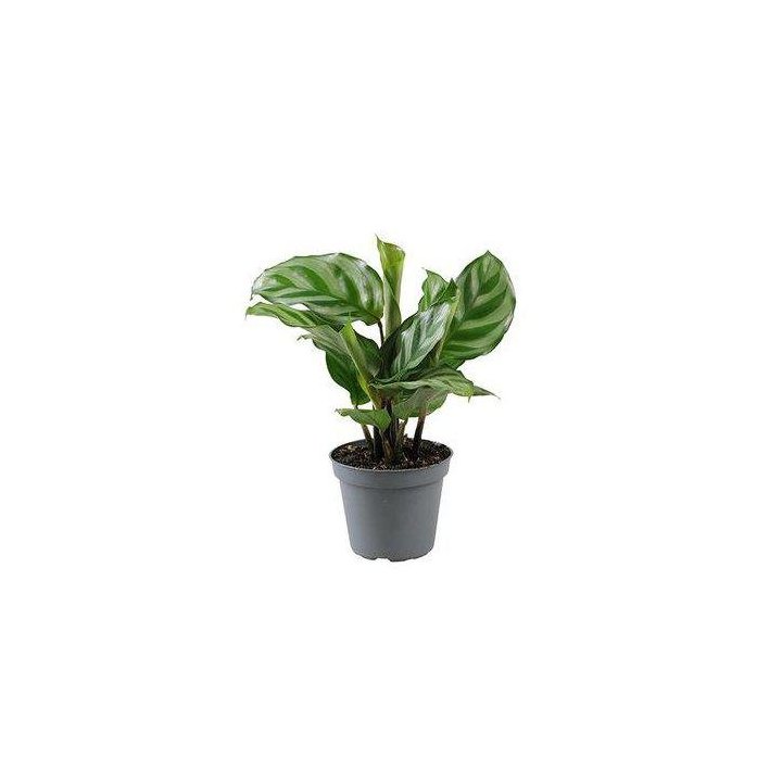 CALANTHEA ROSEOPICTA FREDDY 6CM RUUKKU -