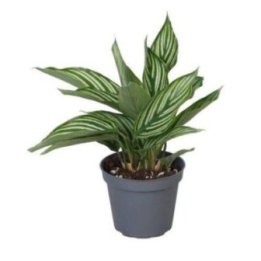 CALANTHEA VITTATA 6CM RUUKKU -
