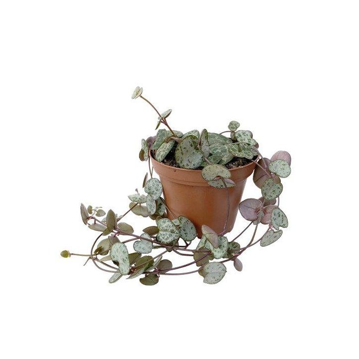 CEROPEGIA WOODII6CM RUUKKU -