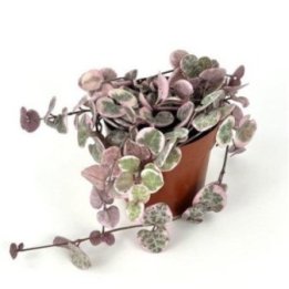 CEROPEGIA WOODII VARIGATA 6CM RUUKKU -