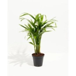 CHRYSALIDOCARPUS LUTESCENS ARECA 6CM RUUKKU -