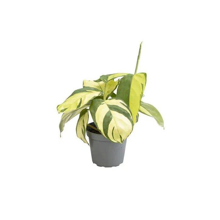 CTENANTHE GOLDEN MOSAIC 6CM RUUKKU -