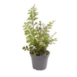 DIDYMOCHLAENA TRUNCATULA 6CM RUUKKU -