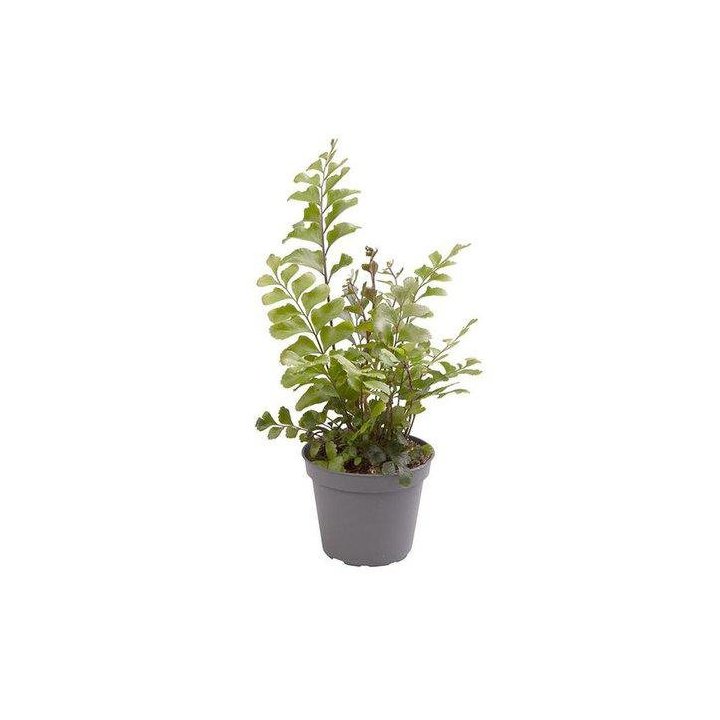DIDYMOCHLAENA TRUNCATULA 6CM RUUKKU -
