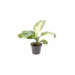 DIEFFENBACHIA MACULATA CAMILLA 6CM RUUKKU -