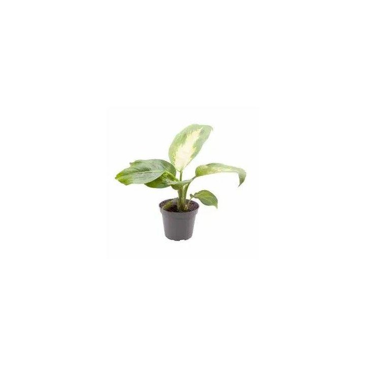 DIEFFENBACHIA MACULATA CAMILLA 6CM RUUKKU -