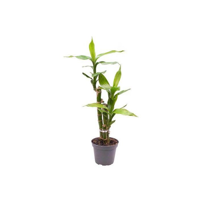 DRACENA SANDERIANALUCKY BAMBOO 6CM RUUKKU -