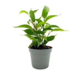 FICUS BENJAMINA 6CMPOT -