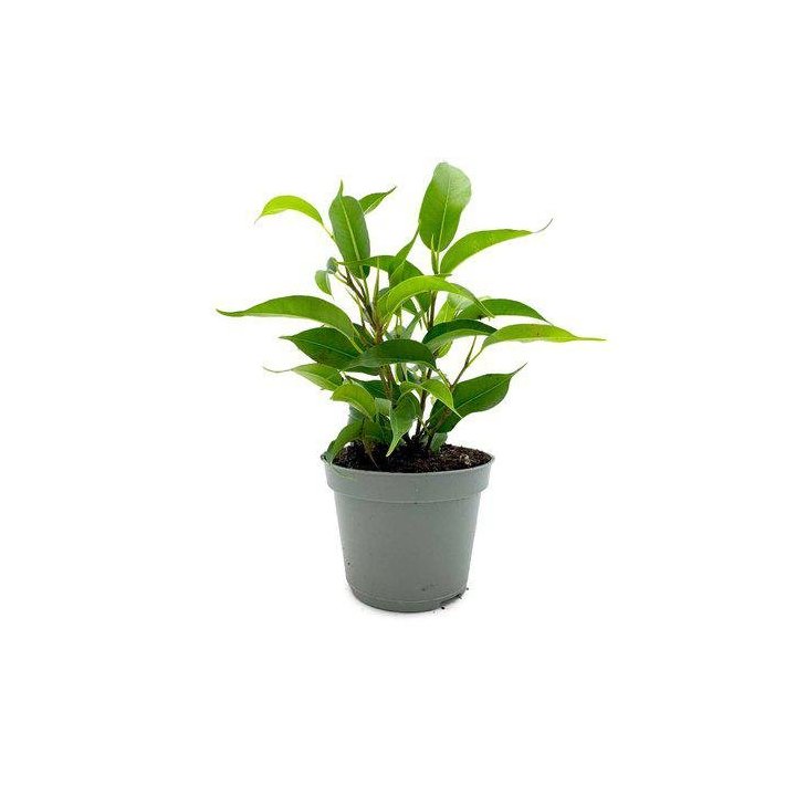 FICUS BENJAMINA 6CMPOT -