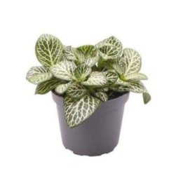 FITTONIA VERSCHAFFELTII 'MINI VALKOINEN' 6CM RUUKKU -