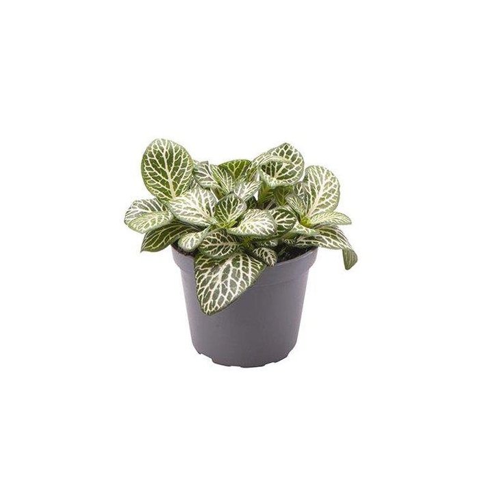 FITTONIA VERSCHAFFELTII 'MINI VALKOINEN' 6CM RUUKKU -