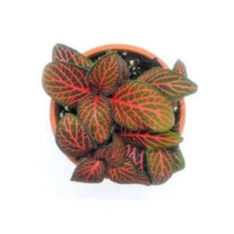 FITTONIA VERSCHAFFELTII 'RED' 6CM RUUKKU -