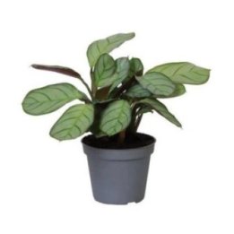 MARANTA AMAGRIS 6CMPOT -