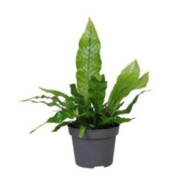 MICROSORUM CROCODYLLUS 6CM RUUKKU -