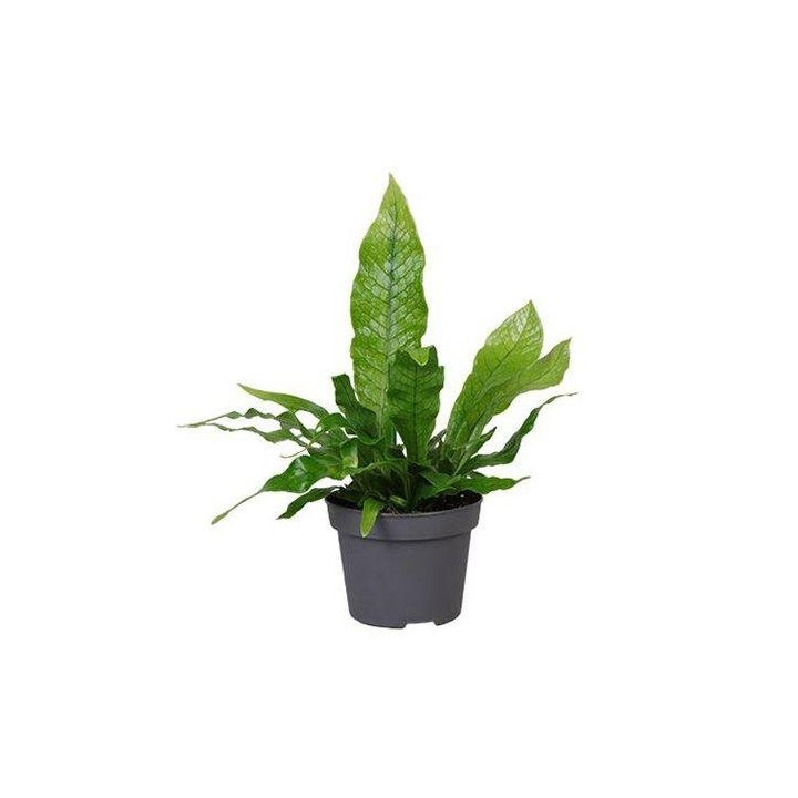 MICROSORUM CROCODYLLUS 6CM RUUKKU -