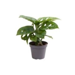 MONSTERA OBLIQUA 6CMPOT -
