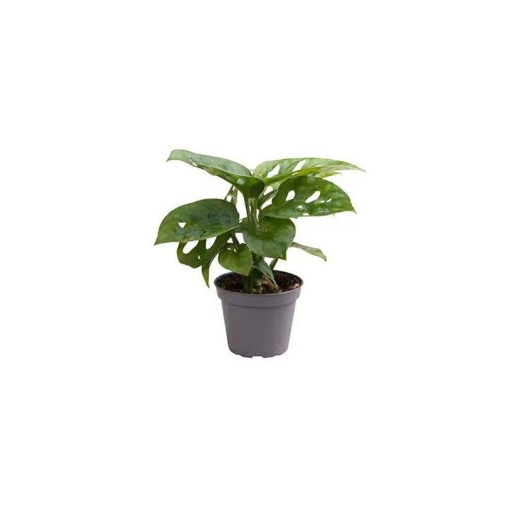 MONSTERA OBLIQUA 6CMPOT -