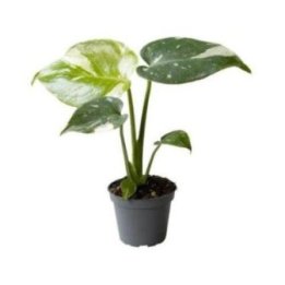 MONSTERA THAI CONSTELLATION 6CM RUUKKU -