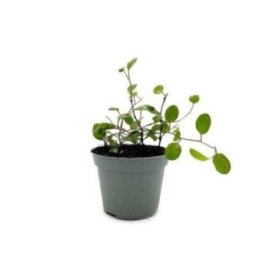 MUEHLENBECKIA COMPLEXA 6CM RUUKKU -
