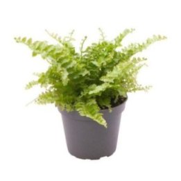 NEPHROLEPIS EXALTATA'FLUFFY RUFFLE' 6CMPOT -