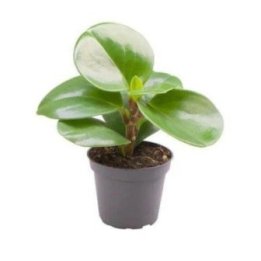 PEPEROMIA OBTUSIFOLIA 6CM RUUKKU -