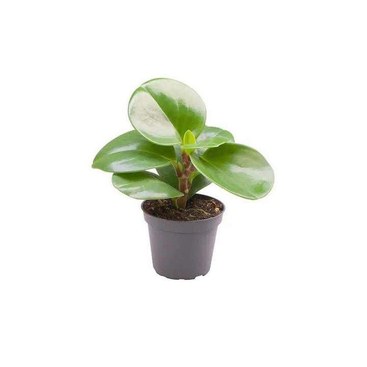 PEPEROMIA OBTUSIFOLIA 6CM RUUKKU -