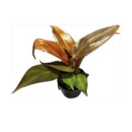 PHILODENDRON RED SUN 6CM RUUKKU -