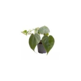 PHILODENDRON SCANDENS 6CM RUUKKU -