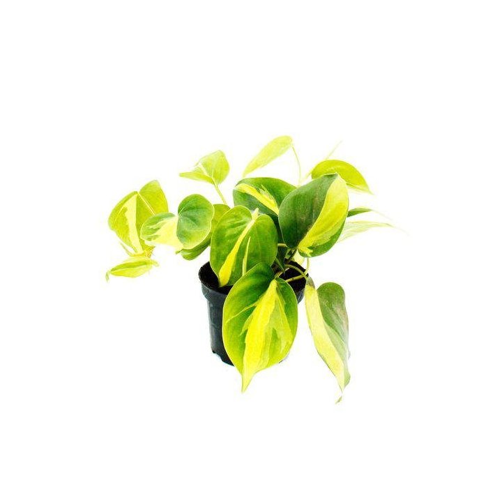 PHILODENDRON SCANDENS BRAZIL 6CM RUUKKU -