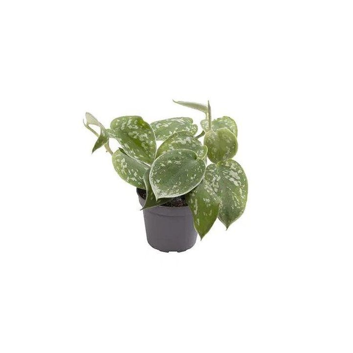 PHILODENDRON SCANDENS PICTUS 6CM RUUKKU -