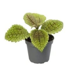 PILEA MOON VALLEY 6CM RUUKKU -
