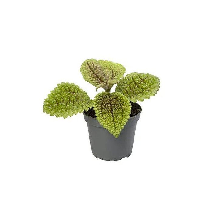 PILEA MOON VALLEY 6CM RUUKKU -