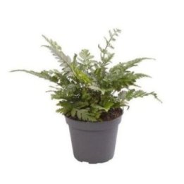 POLYSTICHUM TSUS-SIMENSE 6CM RUUKKU -