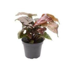 SYNGONIUM MARIA 6CMPOT -