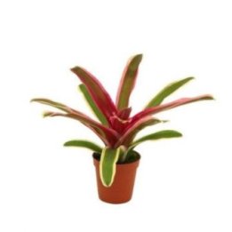 NEOREGELIA 'STRIPEDFIREBALL' 6CM -