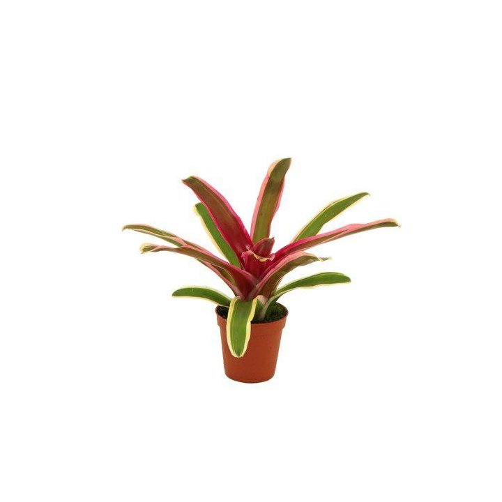 NEOREGELIA 'STRIPEDFIREBALL' 6CM -