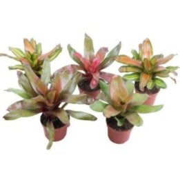 NEOREGELIA 12CM RUUKKU -