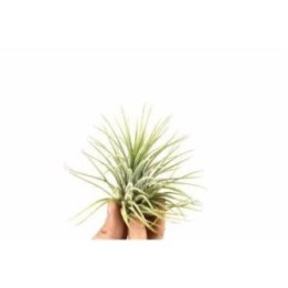 TILLANDSIA IONANTHA8CM -