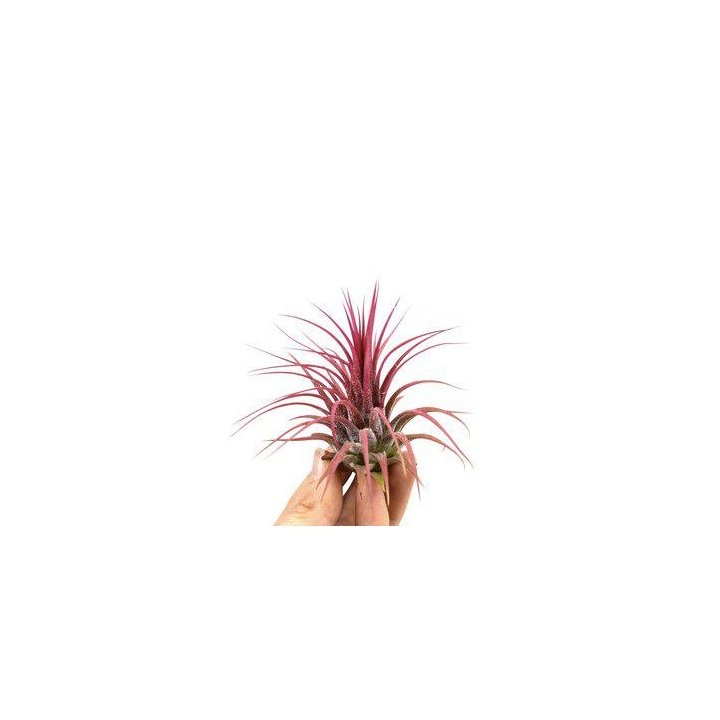 TILLANDSIA IONANTHA'RED' 8CM -