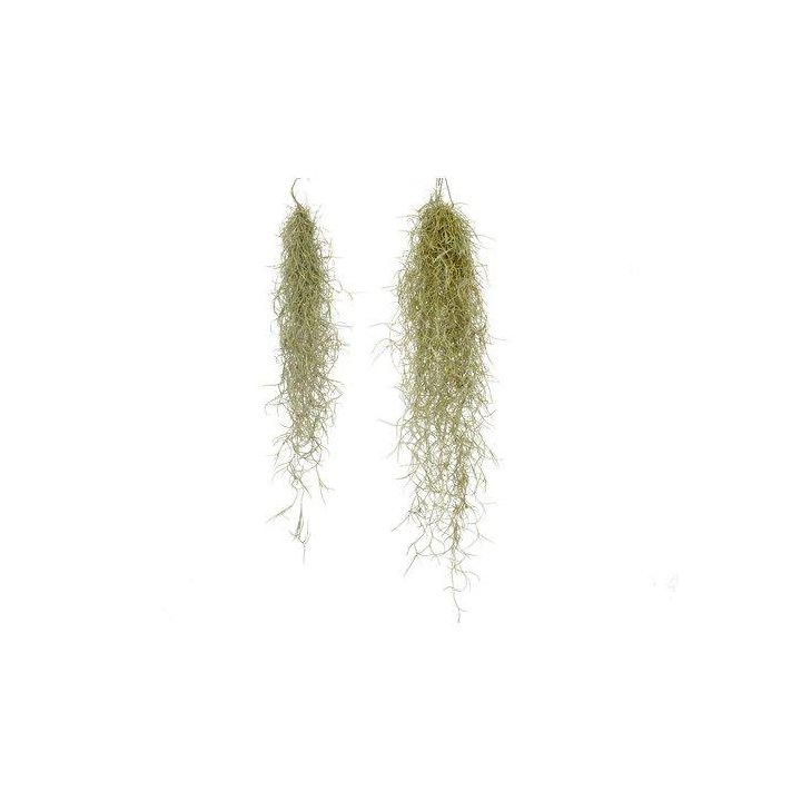 TILLANDSIA USNEOIDES -