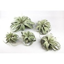 TILLANDSIA XEROGRAPHICA 10CM -