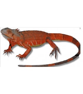 Igunana iguana red CB 35-50 cm