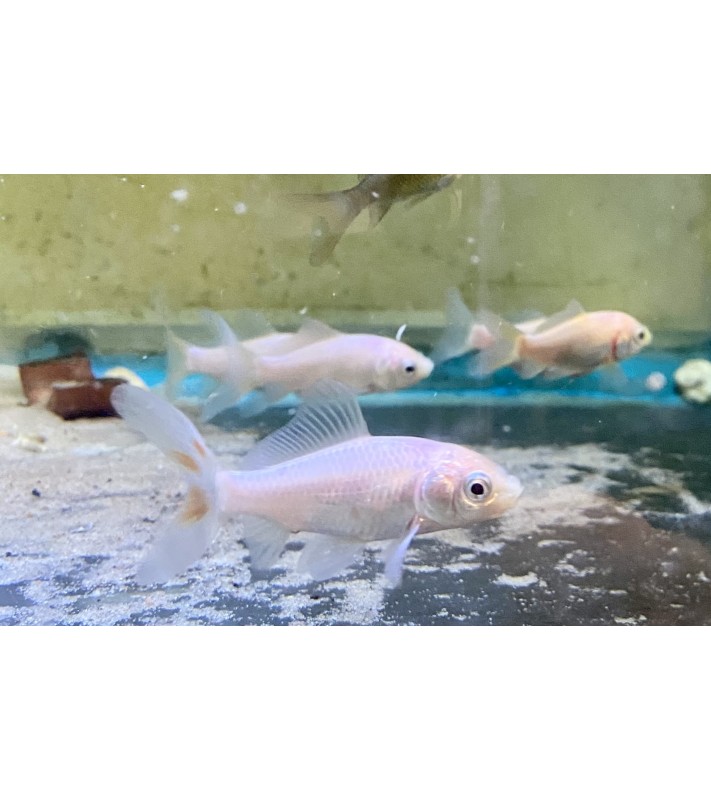 Kultakala valkoinen - Carassius auratus white